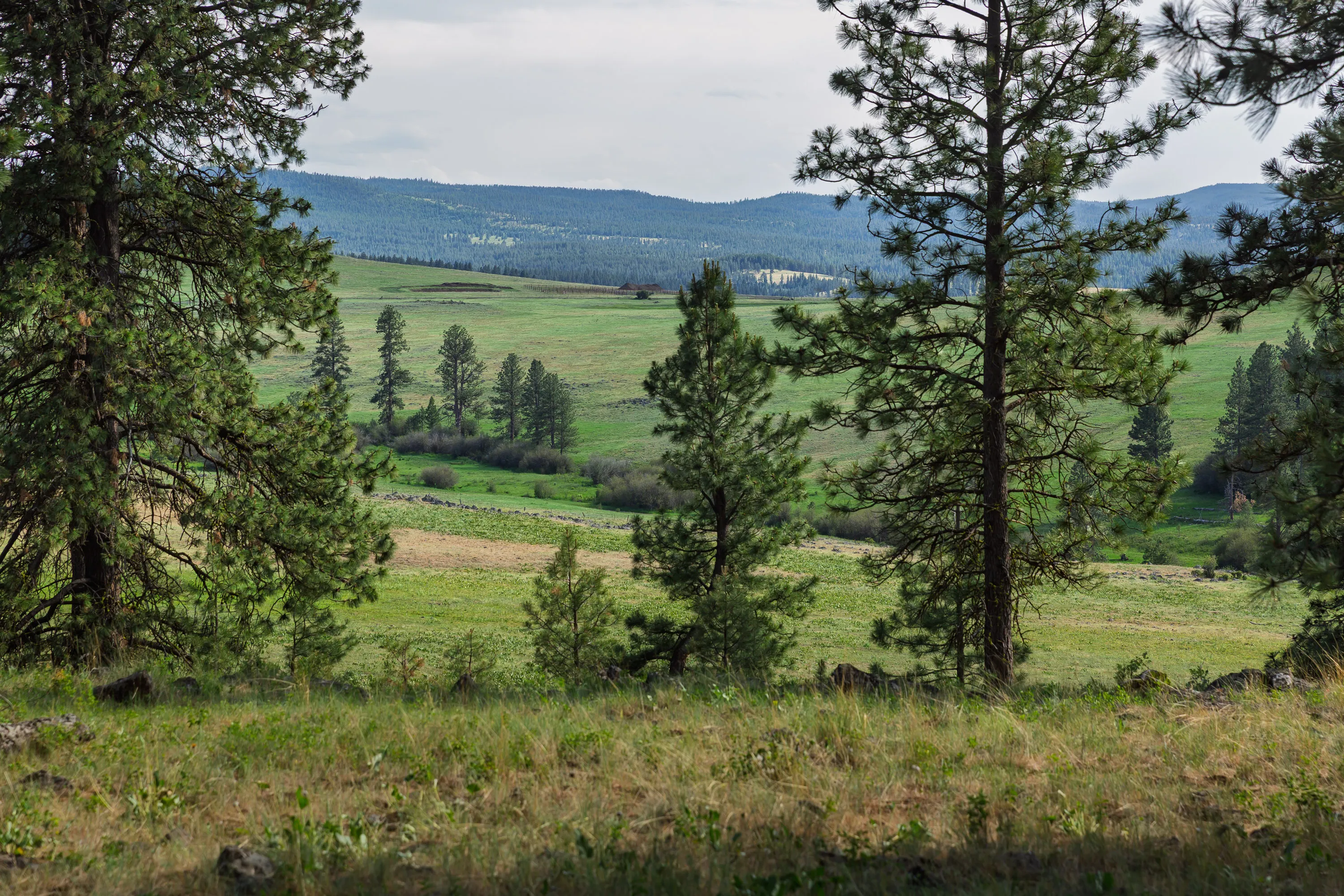 A lush hilly landscape of conifer trees, bushes and grasses with pale blue mountains in the distance.