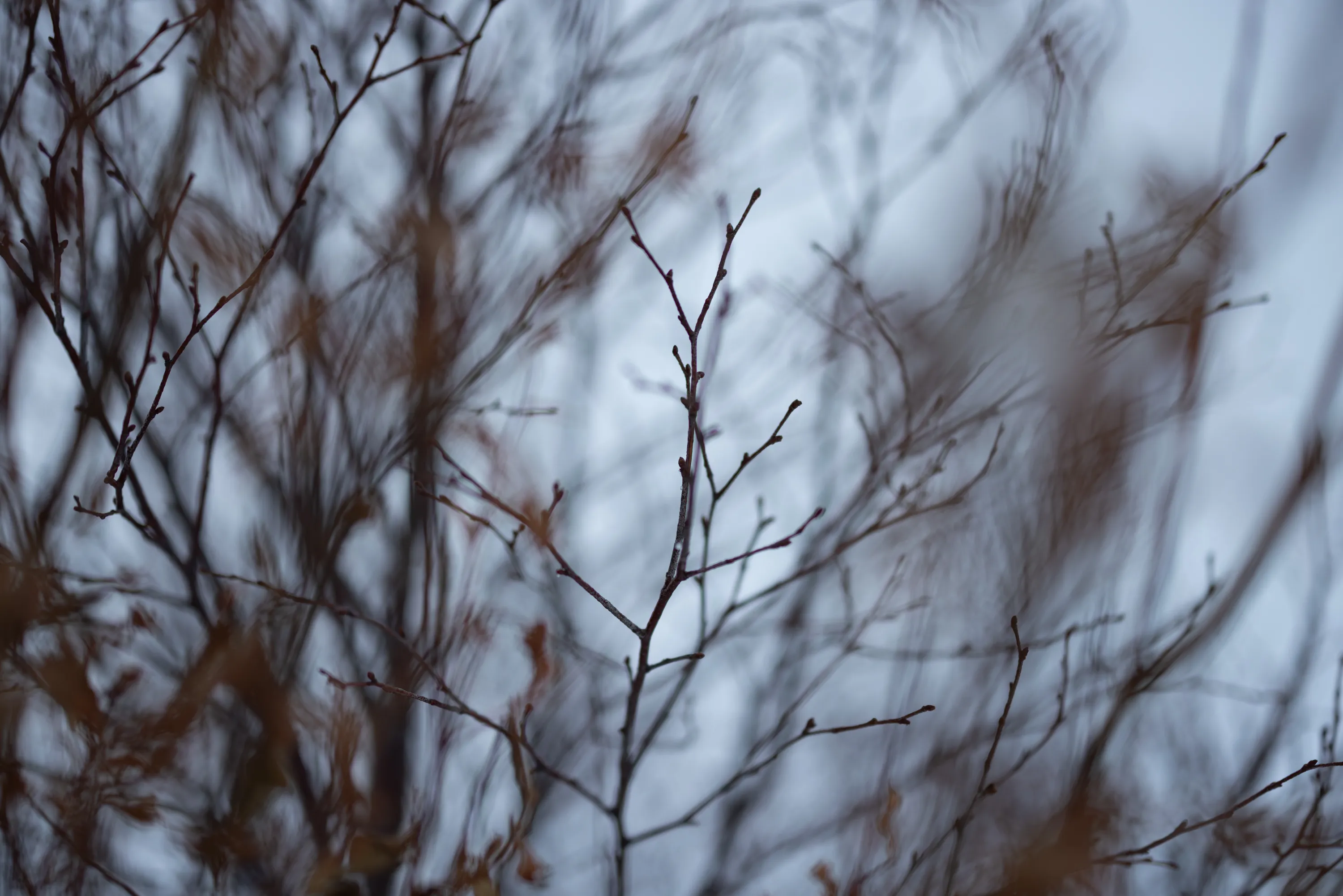 Bare tree branches blur in and out from motion.