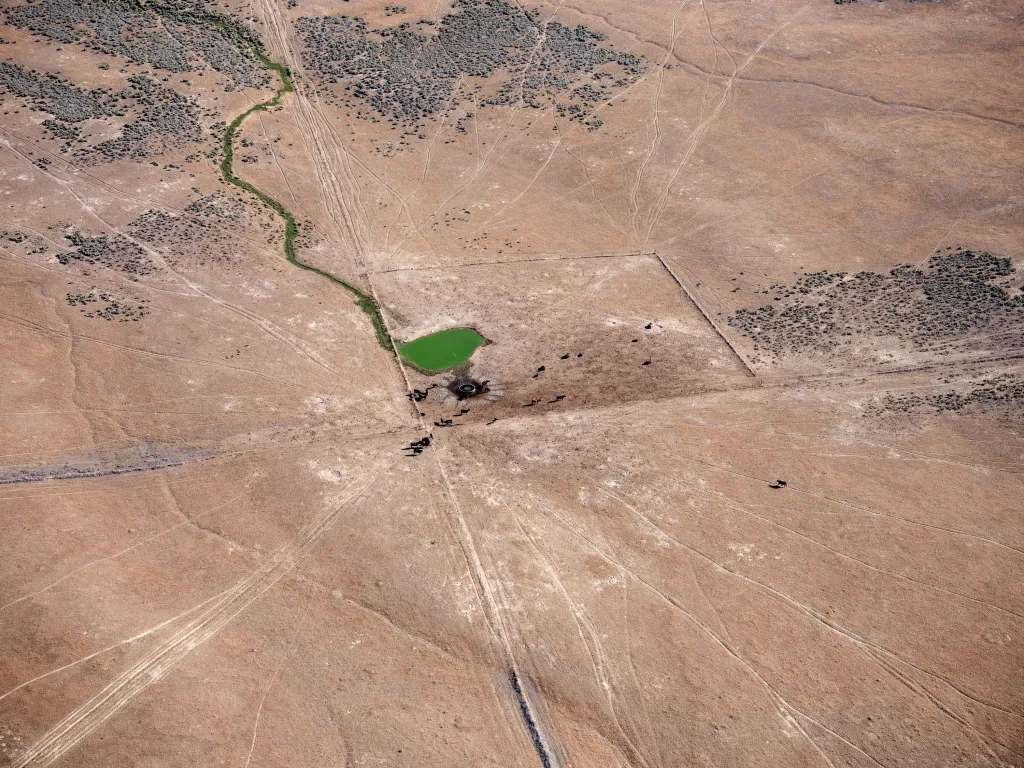 In an aerial photograph, cattle appear like small black dots surrounding a green pond in a vast brown landscape.