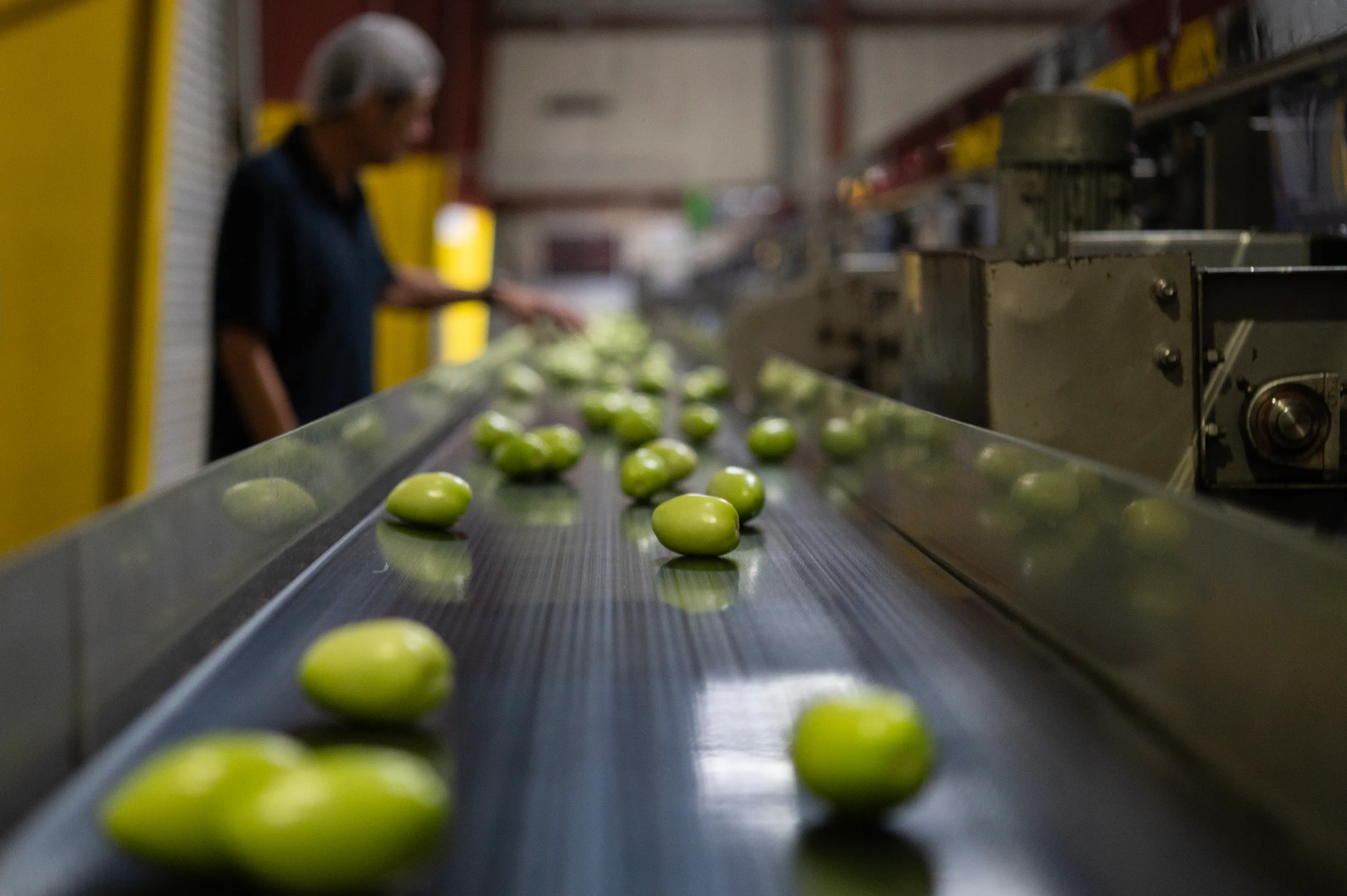 Green tomatoes line a metal conveyor belt as Esformes, wearing a hairnet and polo shirt, reaches his hand toward them. The tomatoes are in focus while Esformes is blurred.